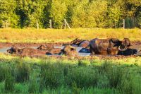 das_zuhause_der_schradenbueffel_5_20160615_1729245977